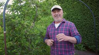 Tips to control codling moth and protect your fruit trees [upl. by Nadab]