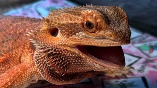 Cleaning lizard’s eye with rare condition [upl. by Shiller214]