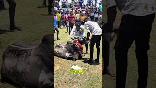 Manjuvirattu 2024 🔥🔥jallikattu vadammanjuvirattu devar murugan thala tvk trumph usa bull [upl. by Quickel]