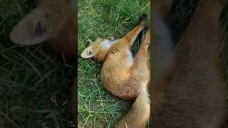 fox foxlife 🦊 animals animalshorts 🐱🦊 wildlife animals [upl. by Nolham]