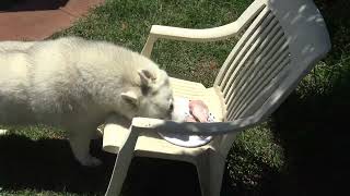 Husky has raw chicken and whats happening in the yard [upl. by Oicaro]