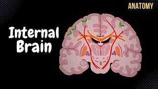 Internal Cerebrum Association Commissural Projection Fibers Basal Ganglion [upl. by Akoyin]