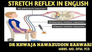 Stretch reflex In English musclespindle physiology mbbs nervoussystem neurology Doctors Corner [upl. by Eisak41]