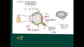 HKDSE 生物科 概念重溫篇：第15課（4） 視覺詮釋 [upl. by Milda]