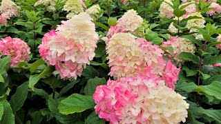 Hydrangea Quick Fire Fab®🌸Panicle Hydrangea  Plus quotTips amp Tricksquot For Deeper Color amp MORE FLOWERS [upl. by Aowda988]