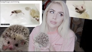 HEDGEHOGS HATE SWIMMING STOP My Hedgehog Update [upl. by Nikkie920]