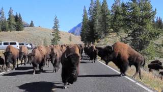 Bison Charge  Yellowstone National Park [upl. by Mok]