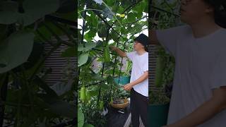 Natural beauty home garden vegetable collection shots youtubeshorts [upl. by Cindie]