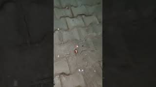 Electric lighter for fire crackers shortvideo shortsfeed happydiwali [upl. by Gennaro]