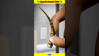 Can Lizards Rally Detach Their Tails 🤔 shorts youtubeshorts lizard tails detach [upl. by Sordnaxela168]