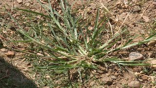 Goosegrass – Garden Notes [upl. by Farrel975]