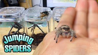 Feeding my ADORABLE jumping spiders Phidippus regius Update [upl. by Bunder748]