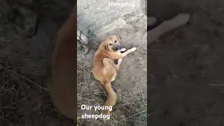 Youngsheepdog goat shepherd india viralvideo shoets rap music uttrakhand [upl. by Nosirb]