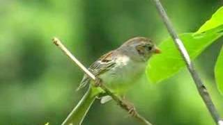 Field Sparrow Singing [upl. by Dekow693]