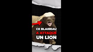 Ce blaireau a attaqué un lion [upl. by Nimrac]