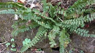 Asplenium trichomanes L medicinal plant felce [upl. by Guss]