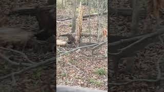 Illinois deer hunt hunting shortvideos deer deerhunting [upl. by Elsworth]