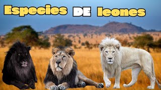 Todas las especies de leones vivas y extintas [upl. by Newcomer768]