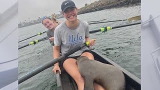 California sea lion hops into UCLA rowers boat [upl. by Katha]