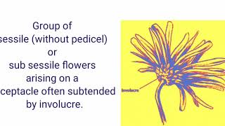 RACEMOSE INFLORESCENCEBASED ON MAIN AXIS FLATTENED [upl. by Lyndsie]