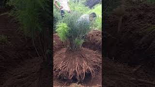 Ophiopogon japonicus digging process [upl. by Ailad]