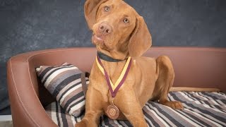 Oscar  Hungarian Vizsla  2 Weeks Residential Dog Training [upl. by Mayworm924]