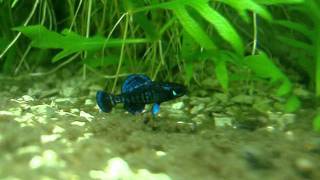 Gulf coast pygmy sunfish Elassoma gilberti courtship spawning dance [upl. by Ahsyas580]