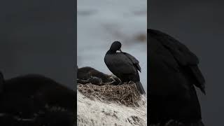 Cormorant feeding Young [upl. by Dimitris765]