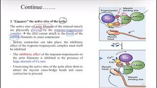 Physiology of muscle contraction Forcelength muscle contractionVelocity and load شرح [upl. by Martsen]