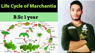 Life cycle of Marchantia  thallus structure and reproduction in Marchantia [upl. by Jehiah822]