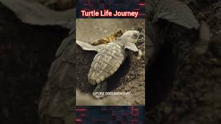 Turtle Life Journey Dengurs Sen Documentary in Hindi puredocumentary [upl. by Anetta]