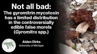 Not All Bad Gyromitrin mycotoxin has a limited distribution in edible false morels Gyromitra [upl. by Baxter]