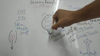 SensoryCNSDrMohamedFayez Sensory Receptors [upl. by Milli]