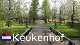 HOLLAND Keukenhof  worlds largest flower garden [upl. by Hagood]