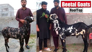 Beetal Goats Setup On RoofTop Lahore 2024  Bakra Mandi [upl. by Irmine]