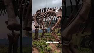 Holotype of Apatosaurus louisae on Display at the Carnegie Museum of Natural History [upl. by Clabo899]