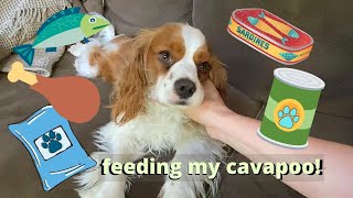 WHAT I ATE WEDNESDAYDOG EDITION  What to feed a Cavapoo [upl. by Motch514]