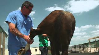 Suspensory Tendon Injury [upl. by Cleodell322]