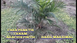 TIPS DAN CARA PRAKTIS MENANAM TUMBUHAN ARACHIS PINTOI  KACANG PINTOI DI LAHAN KEBUN SAWIT [upl. by Bernarr350]