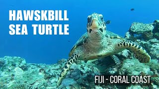 Hawksbill Sea Turtle in Fiji [upl. by Nylrats]