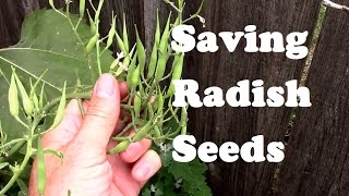 Saving Radish Seeds For Planting  From Flowering to Collecting [upl. by Inttirb]