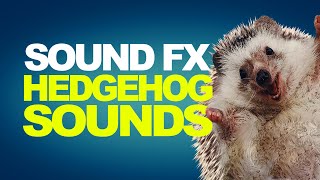 HEDGEHOG SOUNDS  Sound Effects High Quality [upl. by Charleton]