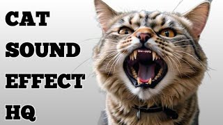 Cat Sound Effect  Cats Meowing Sound effect [upl. by Redmer]