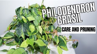 this plant grows like crazy  care pruning and propagation [upl. by Seen]