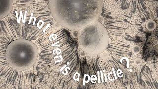 What is a pellicle  The Craft Beer Channel [upl. by Bonny]