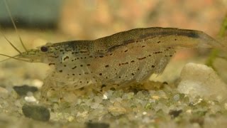 Amano Shrimp Caridina multidentata  Breeding Part 1 [upl. by Vanthe]