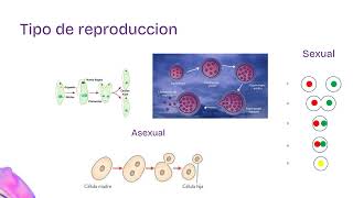 Protozoos Bioseguridad [upl. by Vedis298]