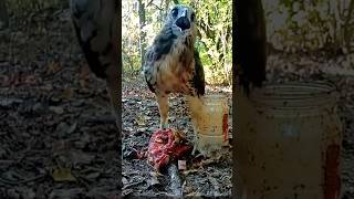 Screaming RedTailed Hawk shorts comedy nature animals [upl. by Haon527]