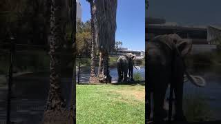 LA Brea Tar pits [upl. by Lehet]