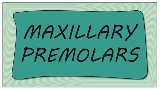 Maxillary premolars Permanent Teeth Identification [upl. by Romney]